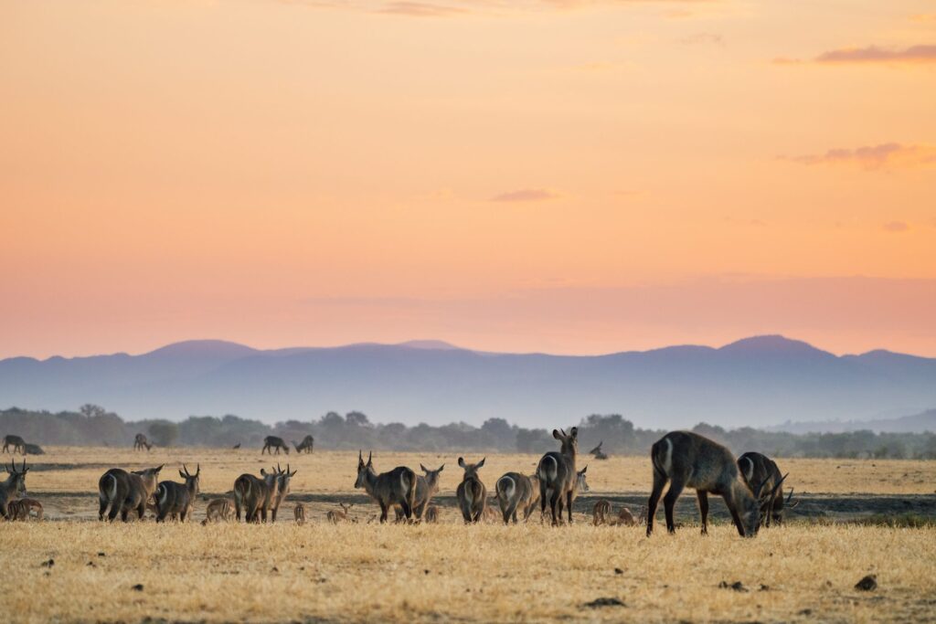 Zambia safari