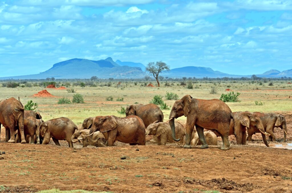 tsavo national park