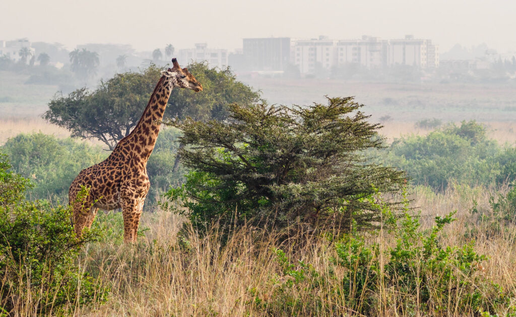 Nairobi National Park