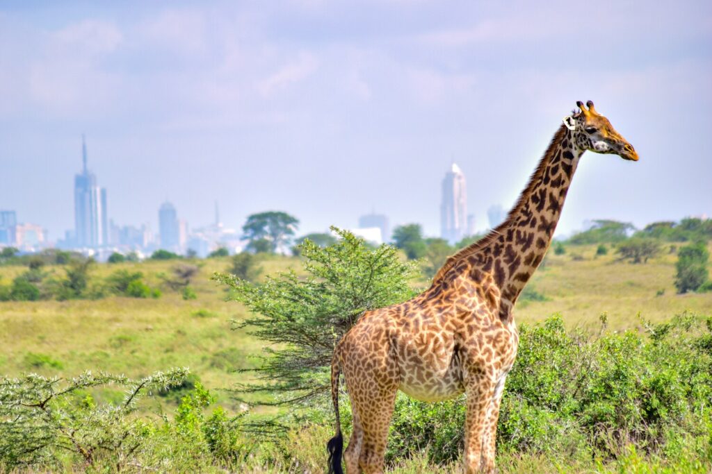 Nairobi National Park