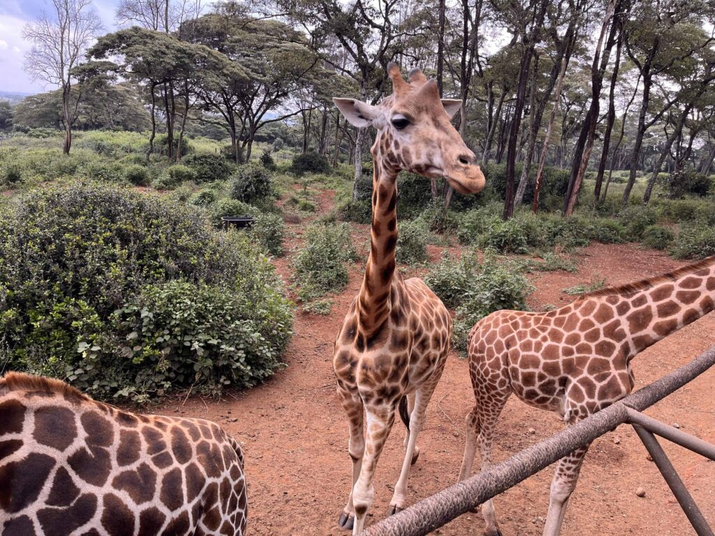 giraffe centre