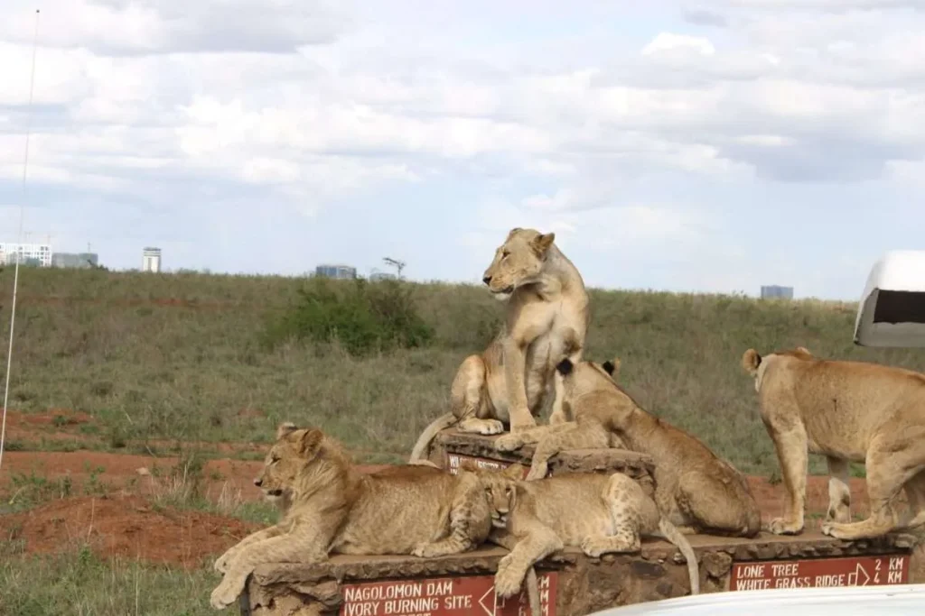 Nairobi National Park