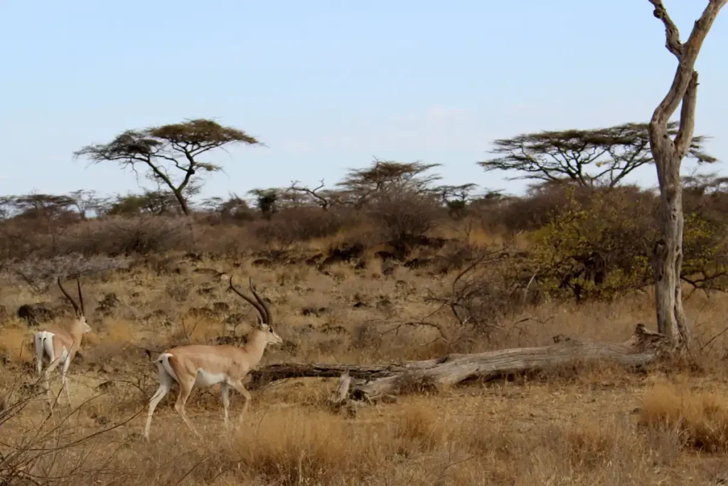 shaba national reserve