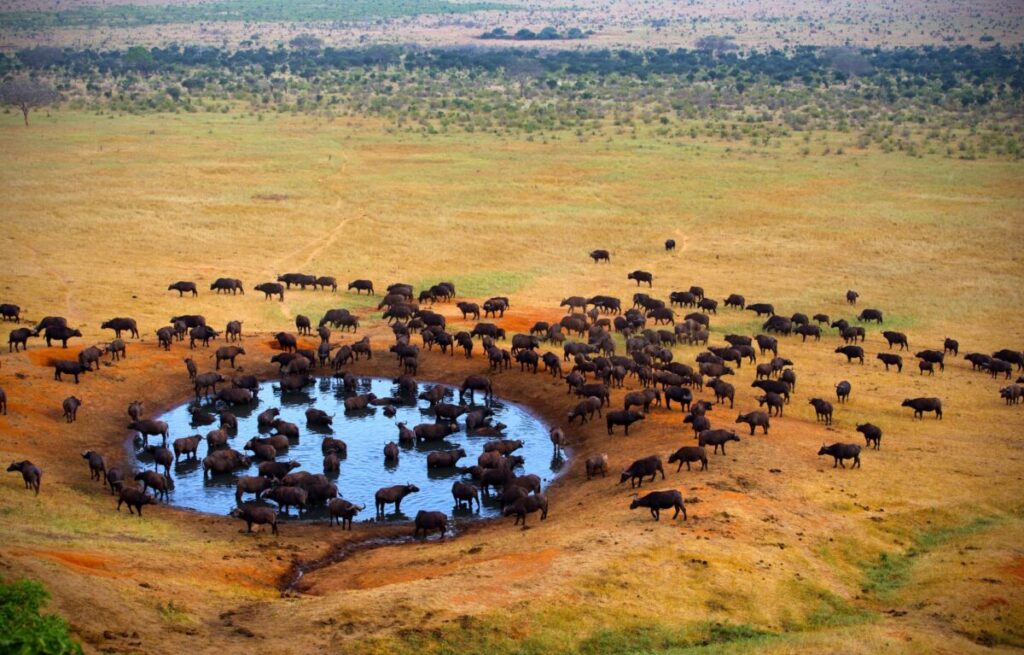 tsavo national park