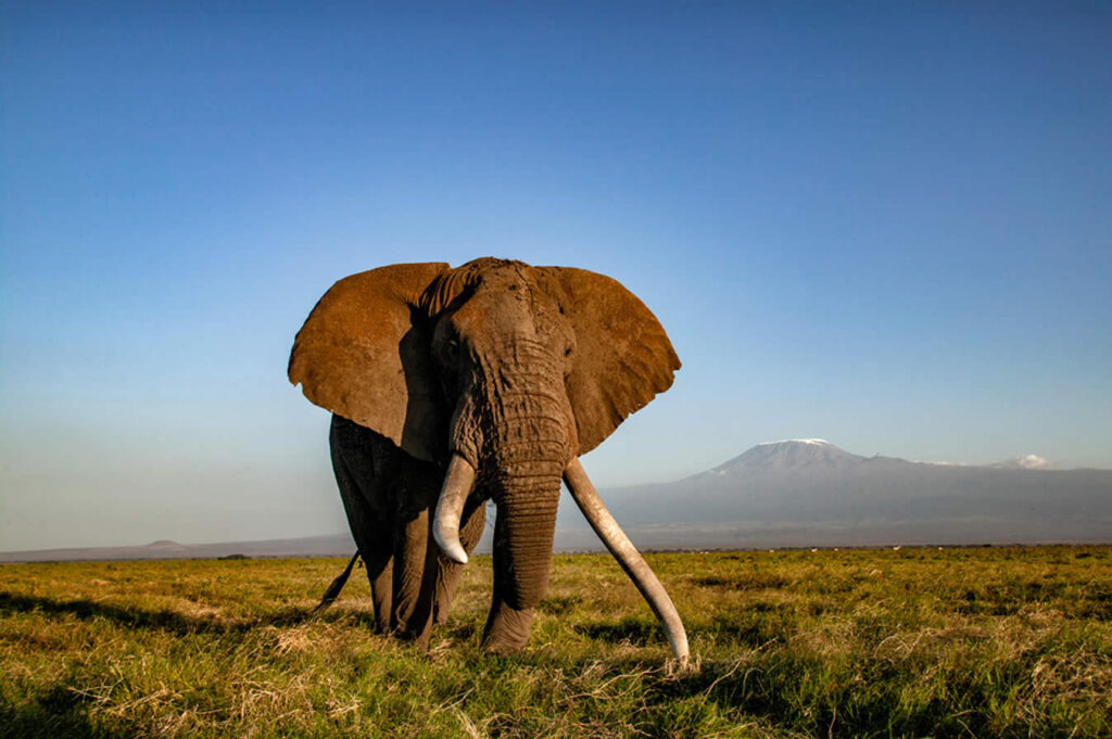 Amboseli