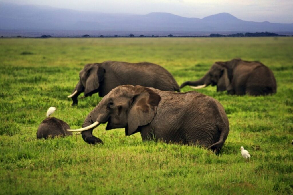Amboseli