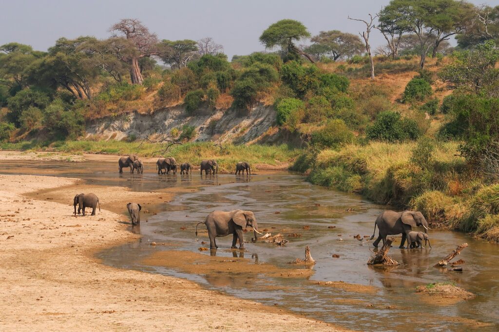 Kenya Safaris