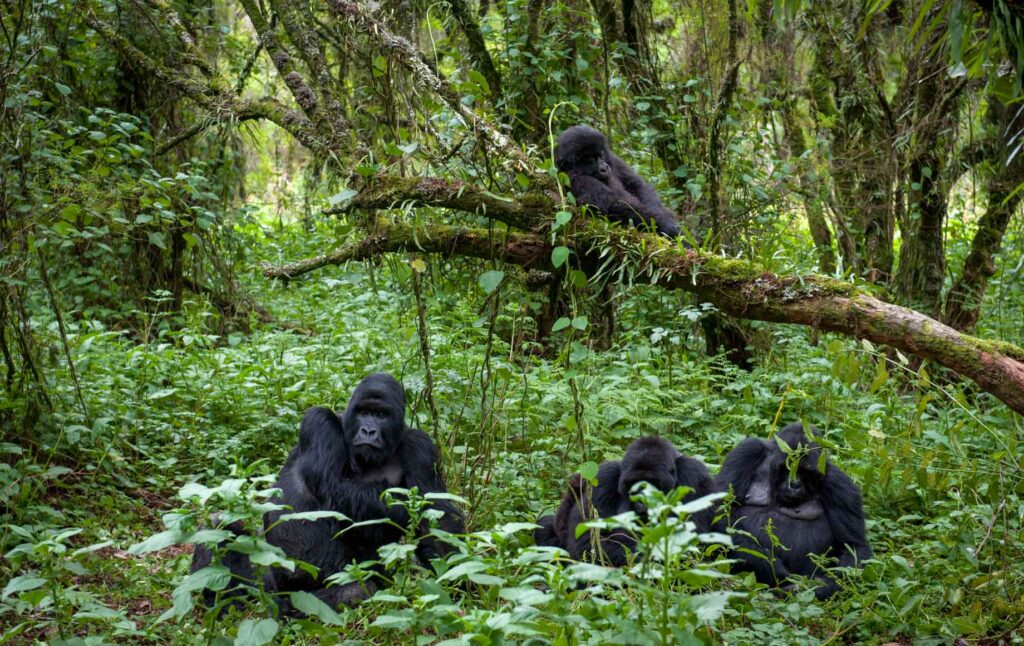 Uganda Safaris