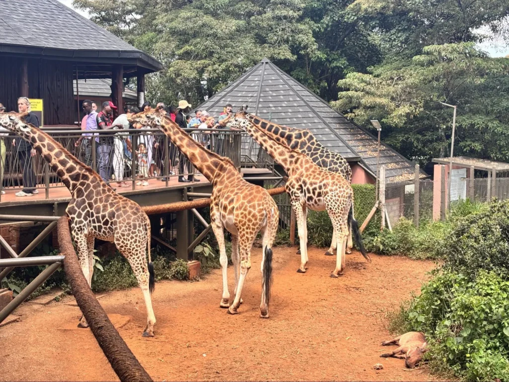 giraffe centre