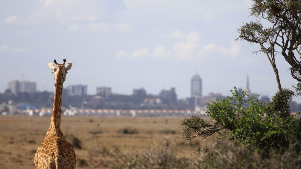 nairobi national park