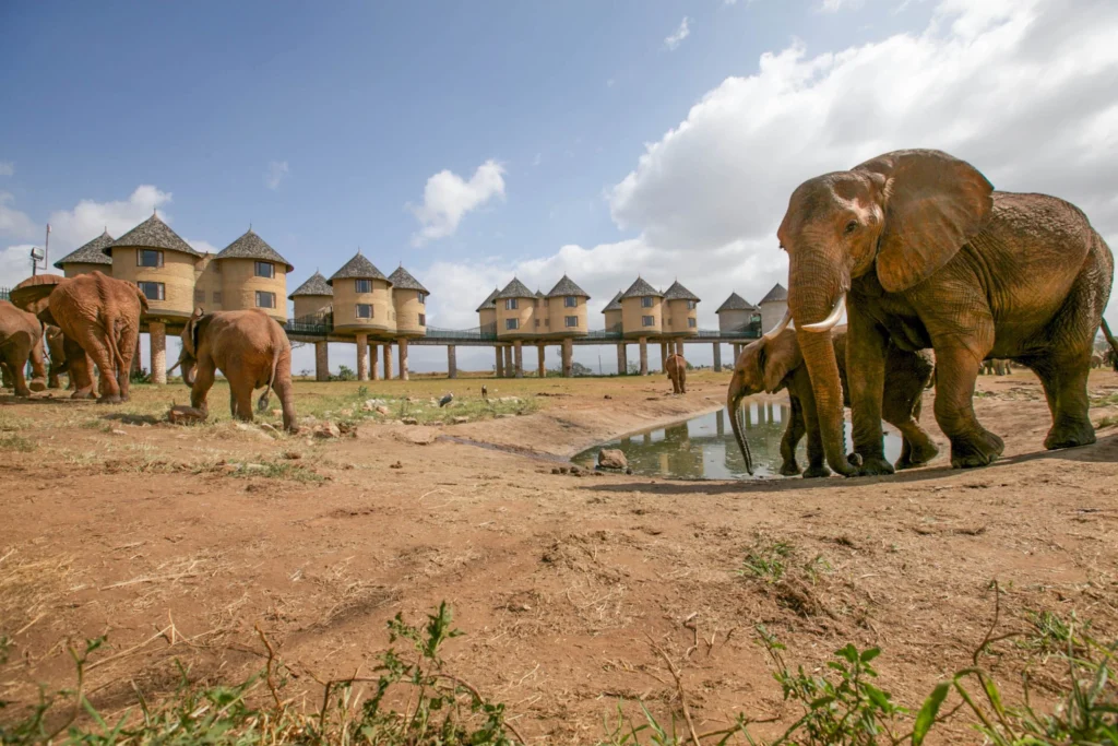 tsavo national park