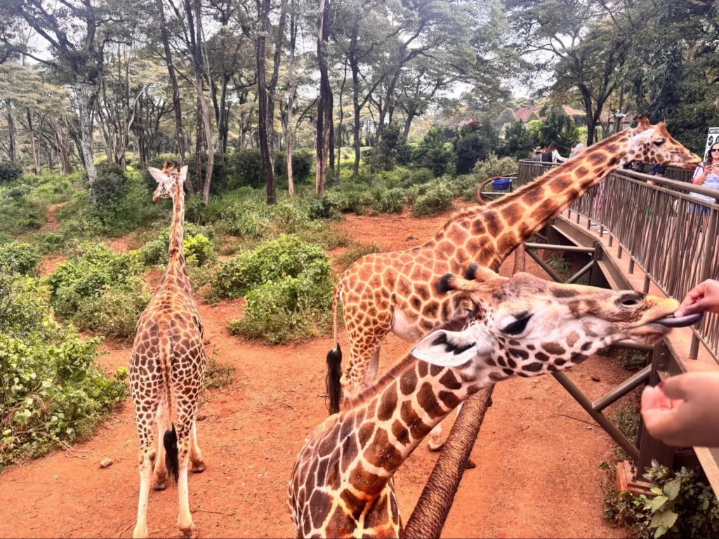 giraffe centre