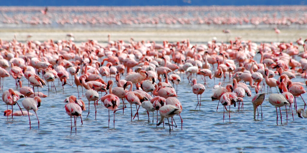 lake naivasha national park
