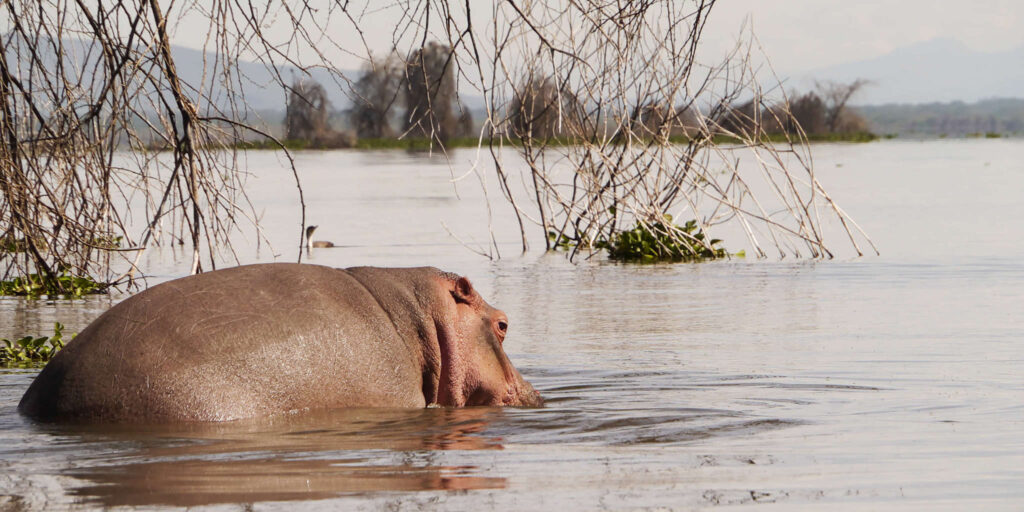 lake naivasha national park